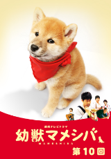 ドラマ版 幼獣マメシバ